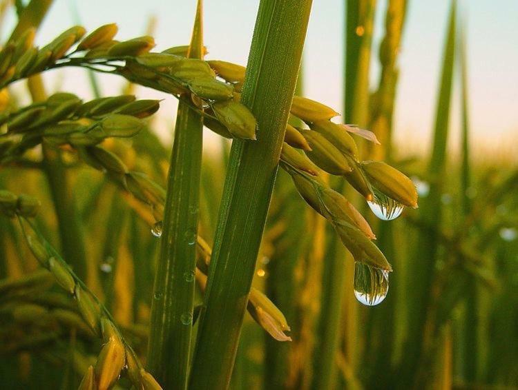 ديلتيبري L' Espiga - Casa Rural المظهر الخارجي الصورة